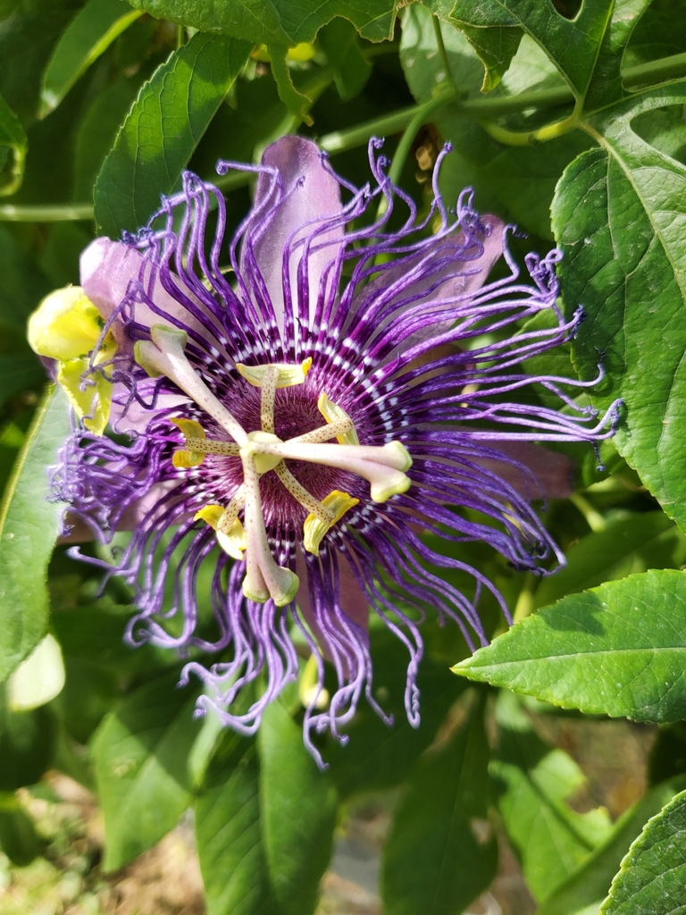 Passiflora 'Incense' from Sunburst Farms, Tempe, AZ 85284, USA on