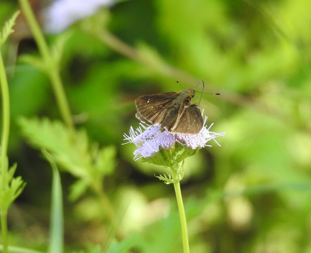 Clouded Skipper from 1770 Holford Rd, Garland, TX 75044, USA on October