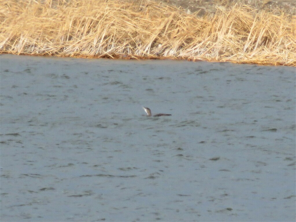 Loons from Murtaugh Lake, Idaho 83344, USA on November 09, 2022 at 12