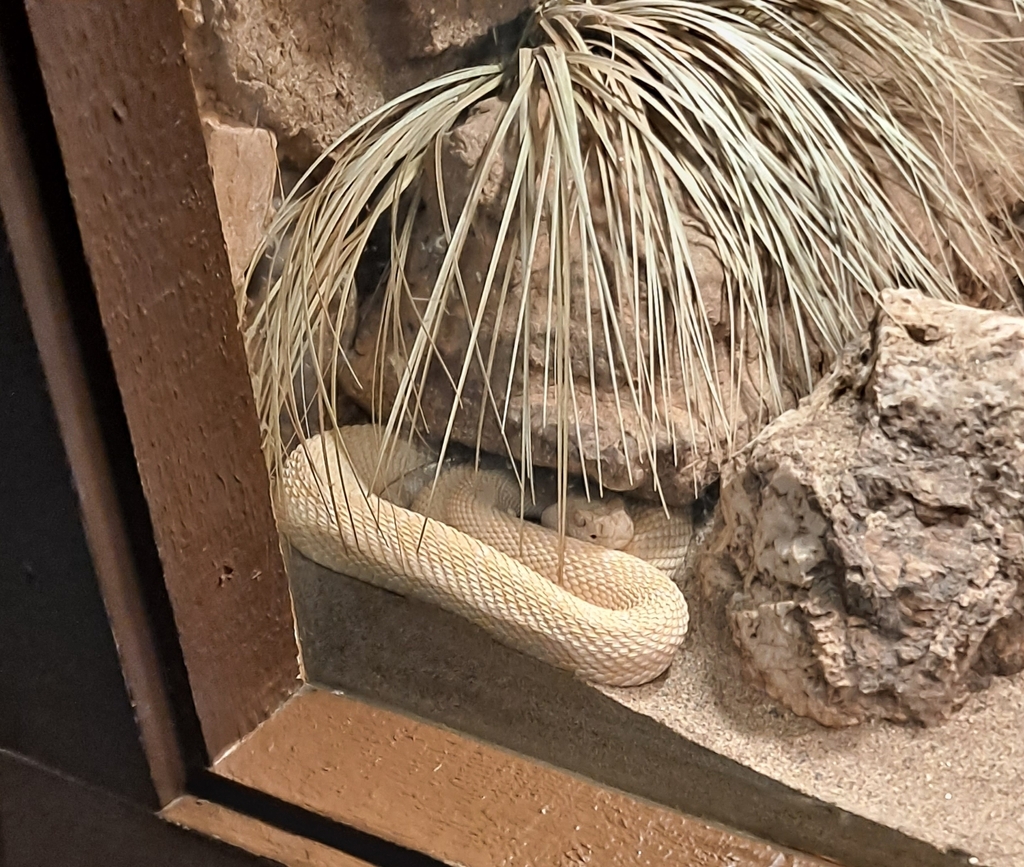 Western Diamondbacked Rattlesnake from Camelback East Village, Phoenix