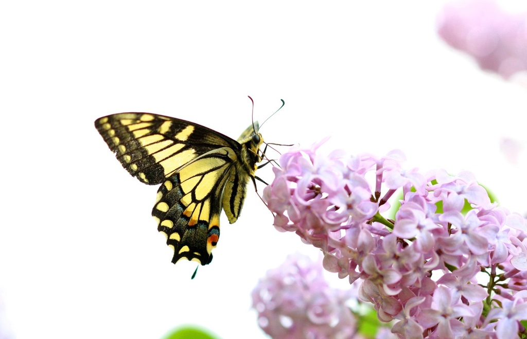 Old World Swallowtail from Oxdrift, ON, Canada on June 8, 2015 by