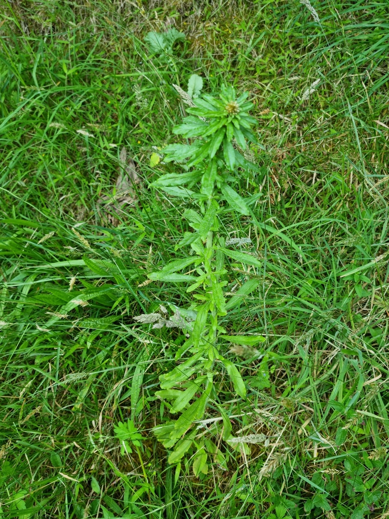 singlestem everlasting from Parua Bay, New Zealand on December 2, 2022