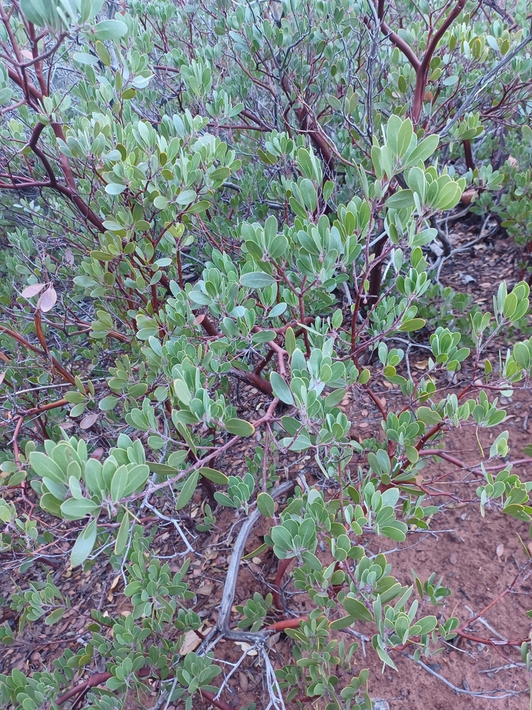pointleaf manzanita from Mountain Springs, NV 89161, USA on December 03
