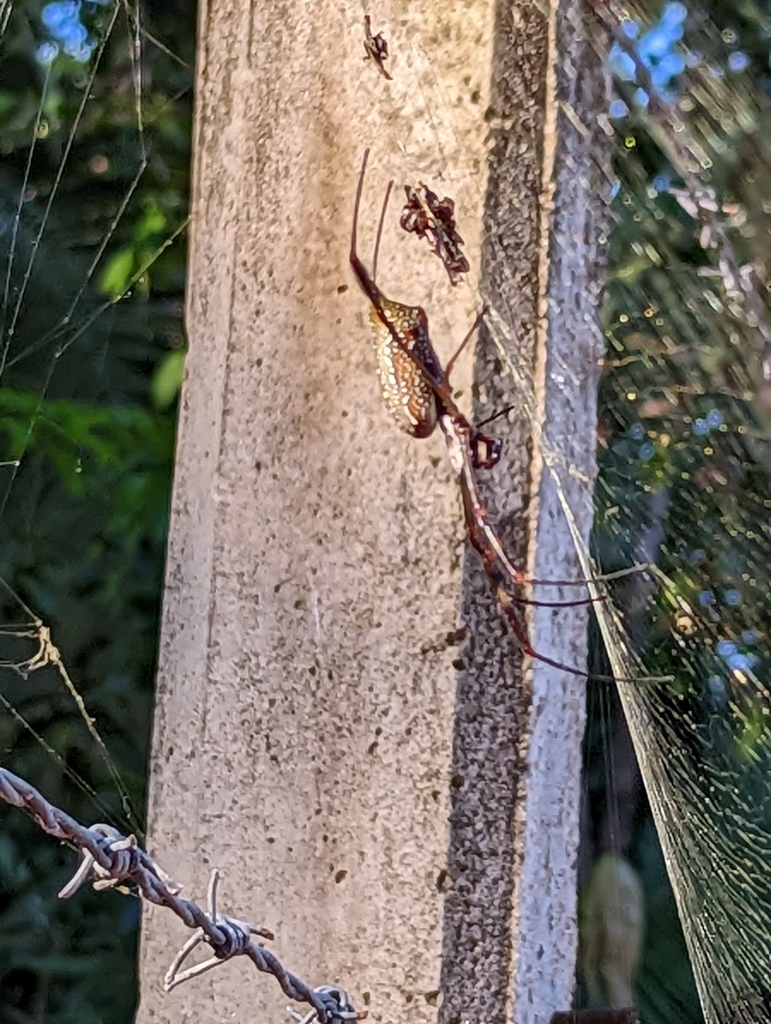 Golden Silk Spider from 63714 Nayarit, Mexico on November 18, 2022 at