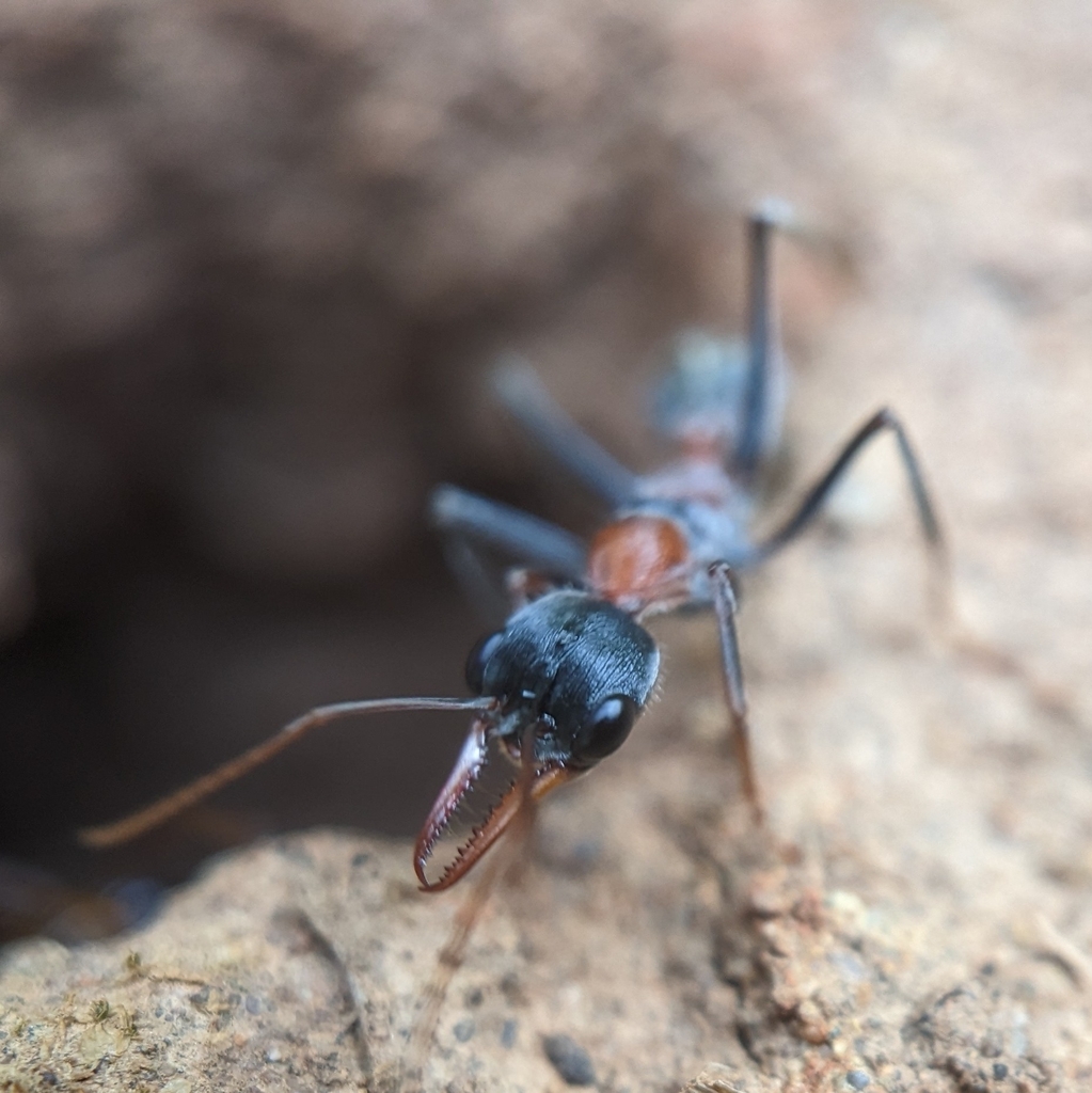 Jumping Jack Ant from Rosenthal Heights QLD 4370, Australia on December