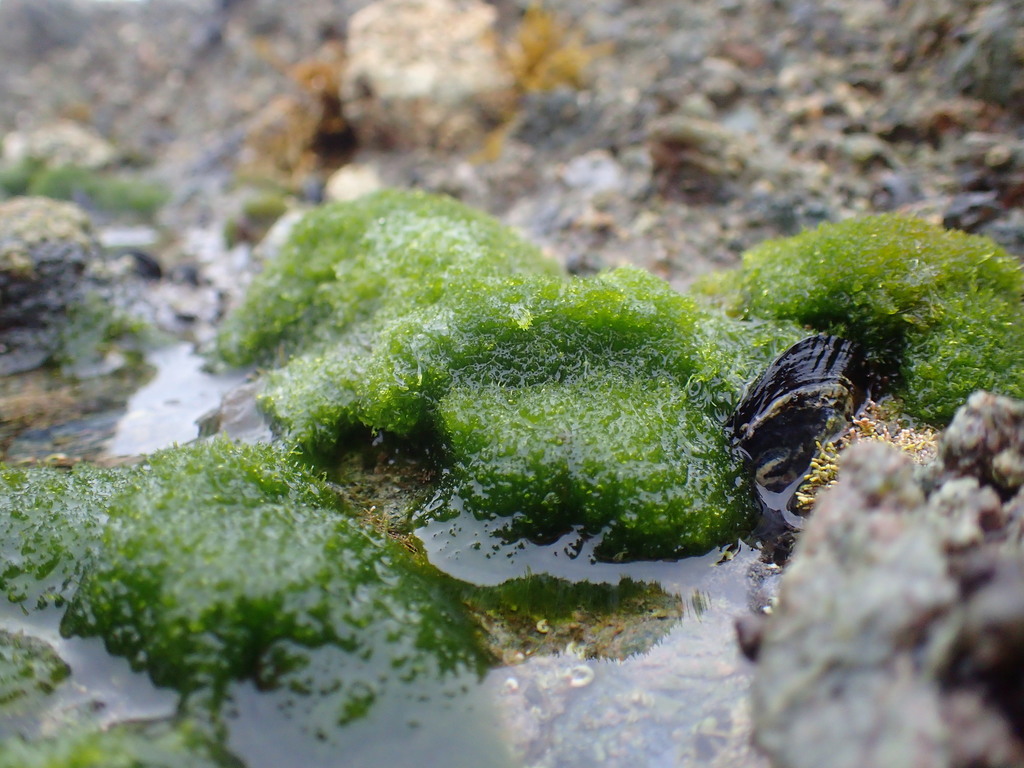 Green pincushion alga (MultiAgency Rocky Intertidal