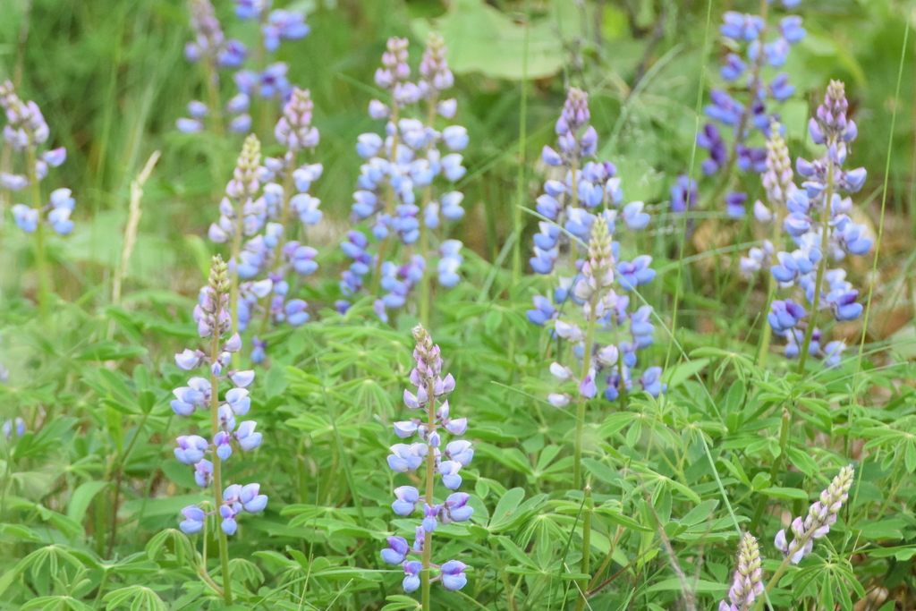 Sundial Lupine from Juneau County, WI, USA on June 04, 2022 at 0629 PM