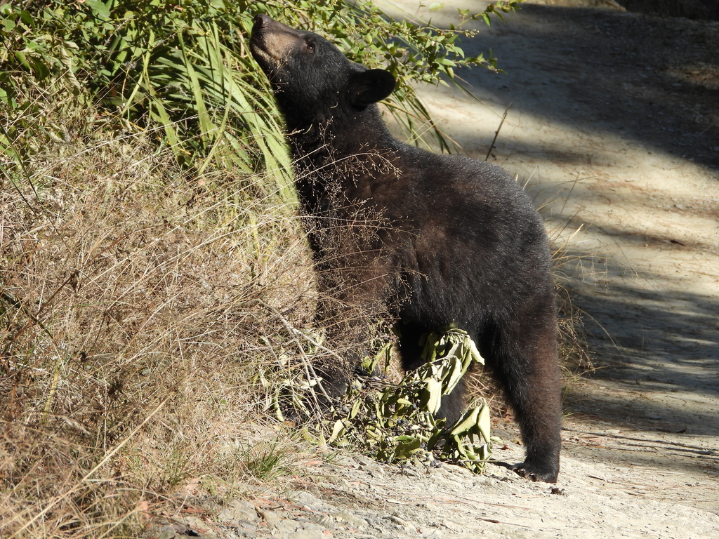 East Mexican Black Bear from San Pedro Garza García, N.L., México on