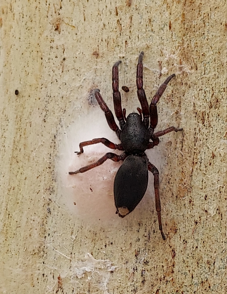 Whitetailed Spiders from Wonga Park VIC 3115, Australia on January 19