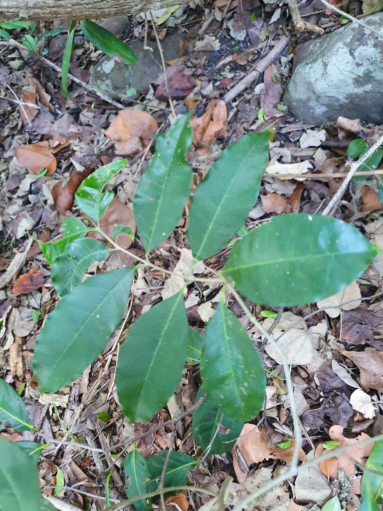 Australian Olive from Burleigh Head, Burleigh Heads, AUQL, AU on January 21, 2023 at 0445 PM
