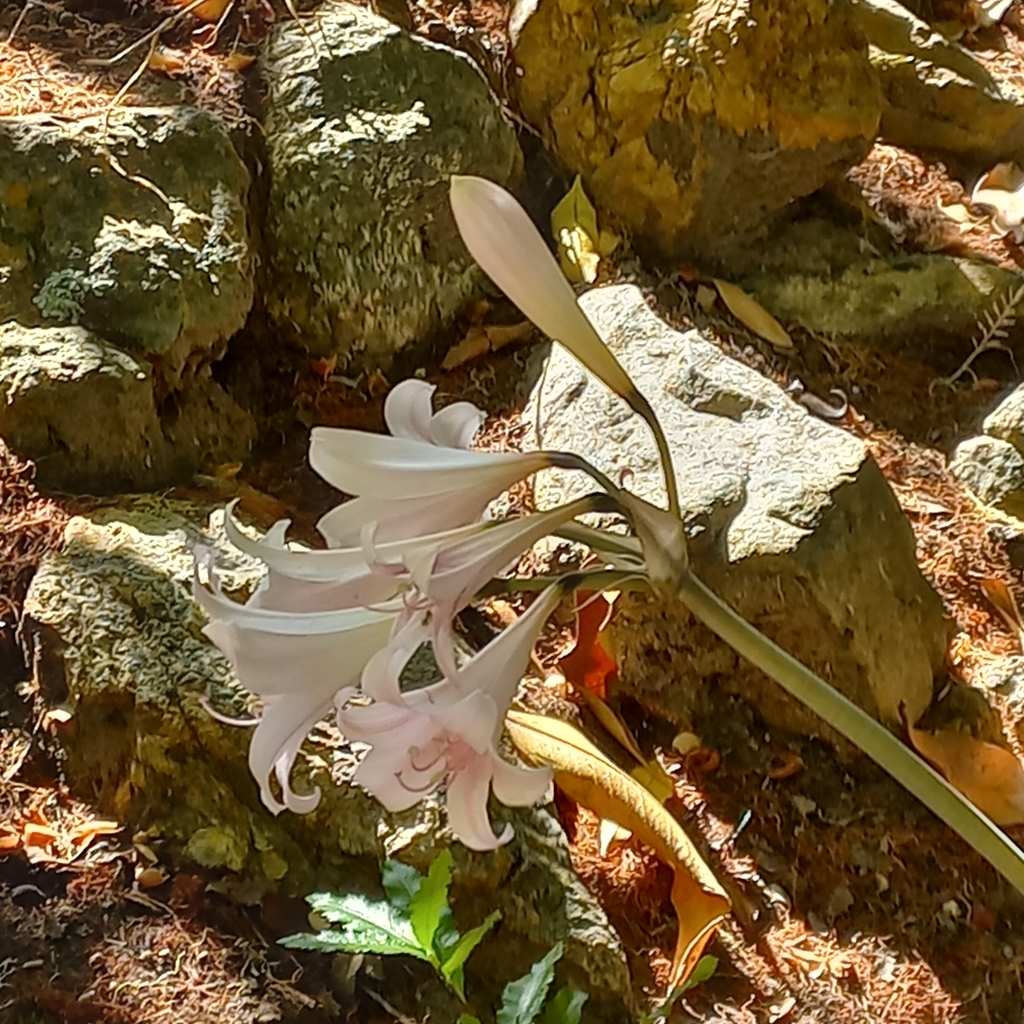 Belladonna Lily from Caledon Wildflower Garden and Nature Reserve, Erf