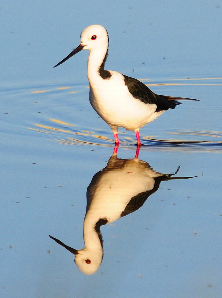 Pied × Black Stilt (Birds of Forest Lakes) · iNaturalist