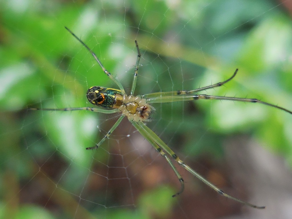 Orchard Orbweaver (Spiders of Missouri) · iNaturalist