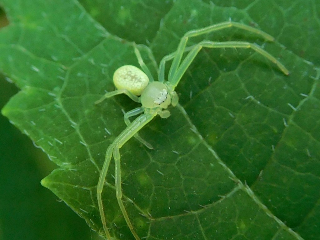 American Green Crab Spider (Spiders of Missouri) · iNaturalist