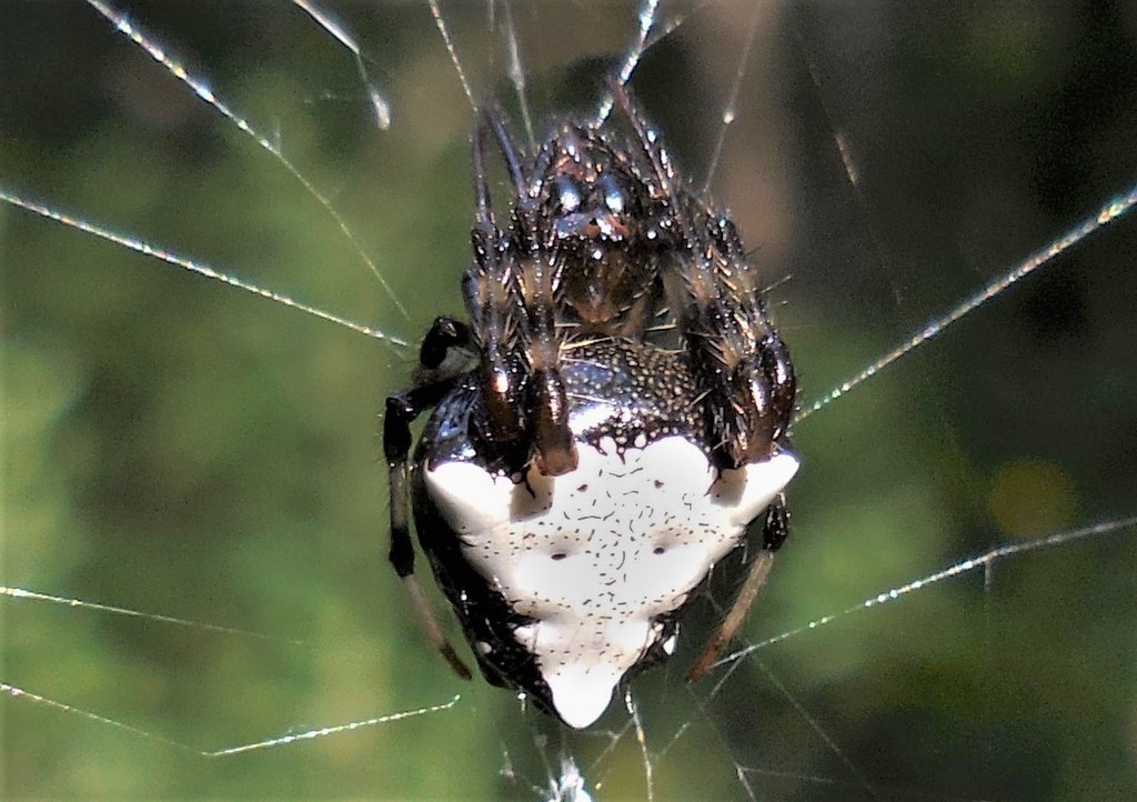 Arrowhead Orbweaver (Spiders of Missouri) · iNaturalist