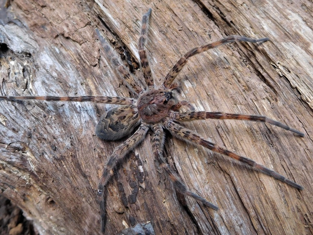 Dark Fishing Spider (Spiders of Missouri) · iNaturalist