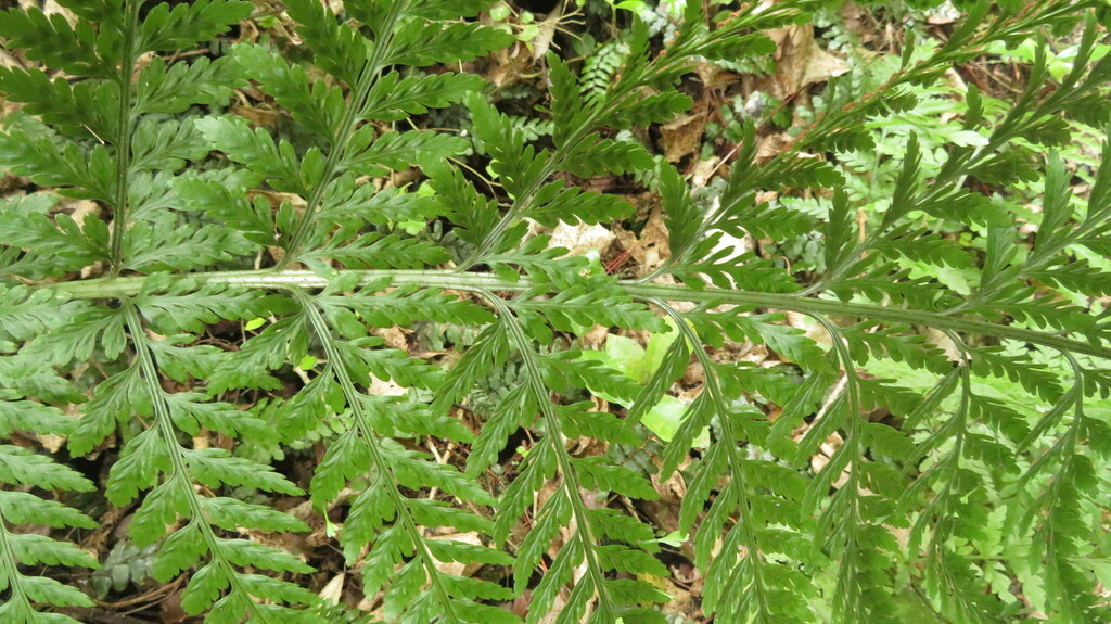 hen and chickens fern from Lowry Bay, Lower Hutt, New Zealand on February 12, 2023 at 1243 PM