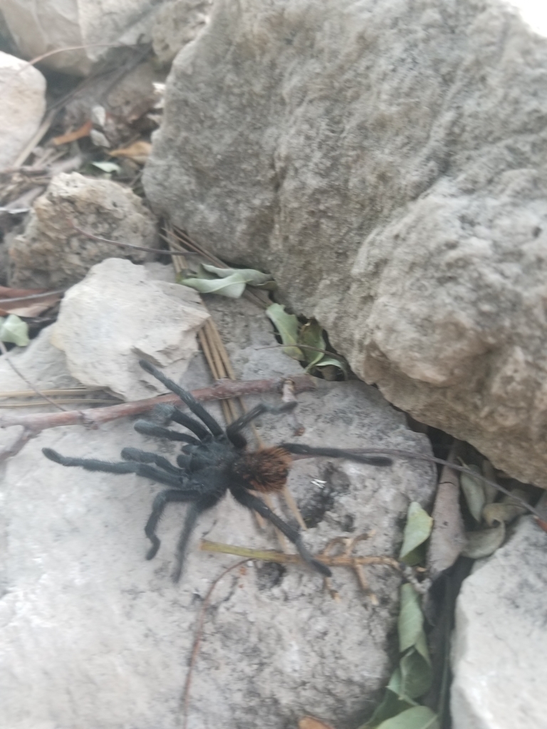 Grand Canyon Black Tarantula from 1363 E Hatcher Dr, Flagstaff, AZ