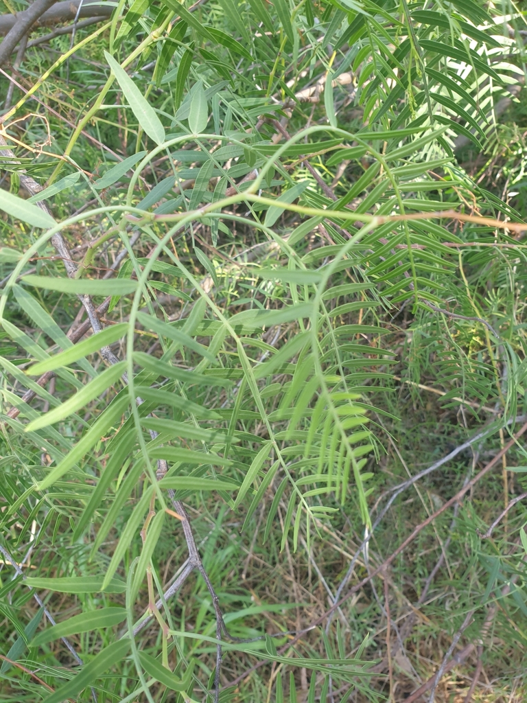 Peppercorn Tree from Thurgoona NSW 2640, Australia on March 10, 2023 at