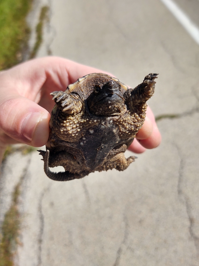 Common Snapping Turtle from Rockford, IL 61114, USA on September 13