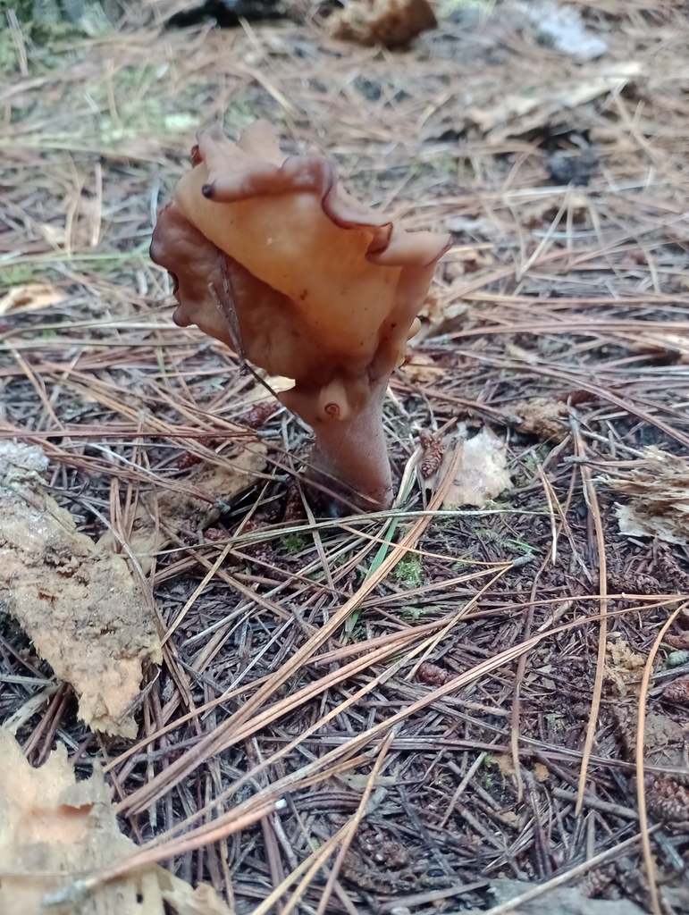 Saddleshaped False Morel from Bottle Lake, Christchurch 8083, New