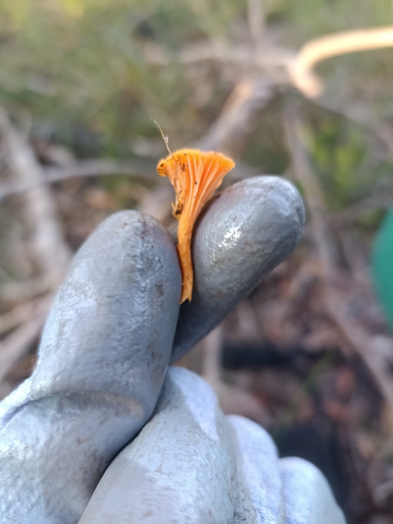 Australian chanterelle from Forestville NSW 2087, Australia on March 31