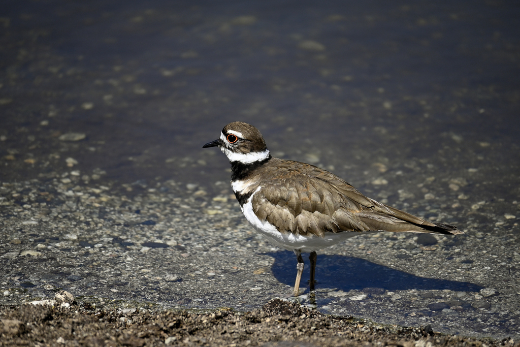 Killdeer from 5401 Peck Rd, Arcadia, CA 91006, USA on April 01, 2023 at