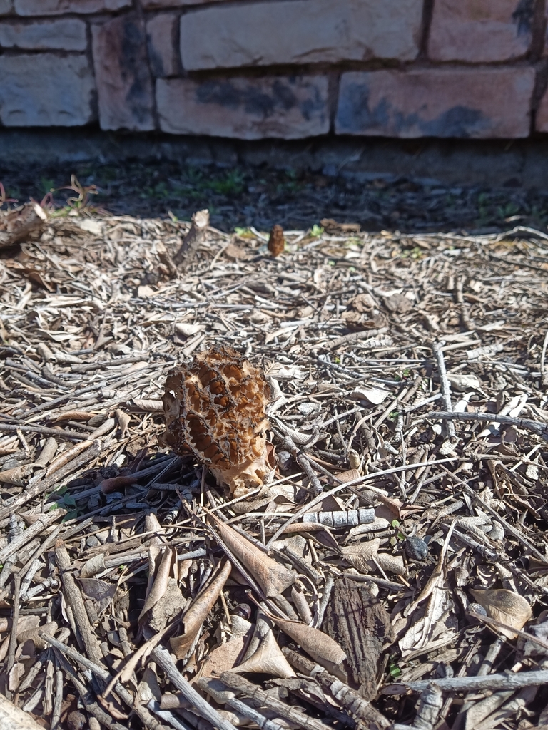Landscaping Black Morel from Shasta County, USCA, US on April 4, 2023