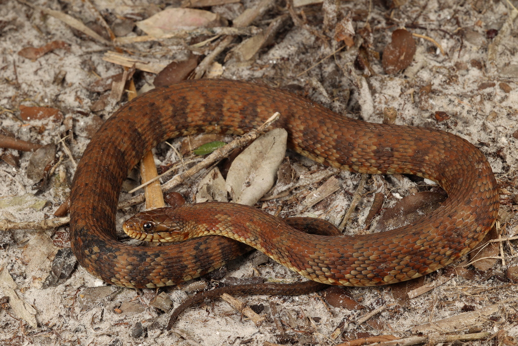 Banded Watersnake × Saltmarsh Snake in April 2023 by captainjack0000. Observed less than 1500ft