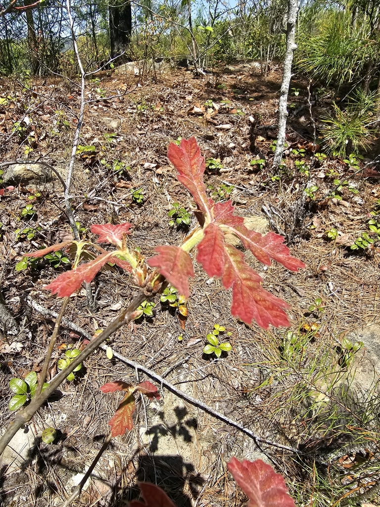 blackjack oak from Rosslyn, KY 40380, USA on April 18, 2023 at 0144 PM