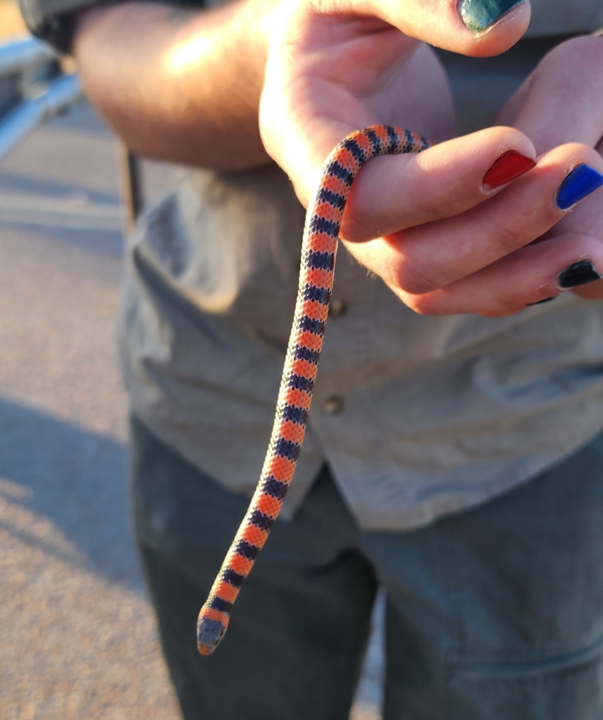 Ground Snake from El Paso, TX, USA on April 22, 2023 at 0706 PM by