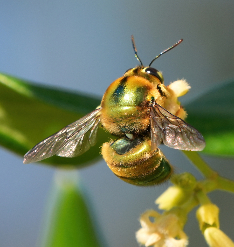 Goldengreen Carpenter Bee from South Ulladulla NSW 2539, Australia on