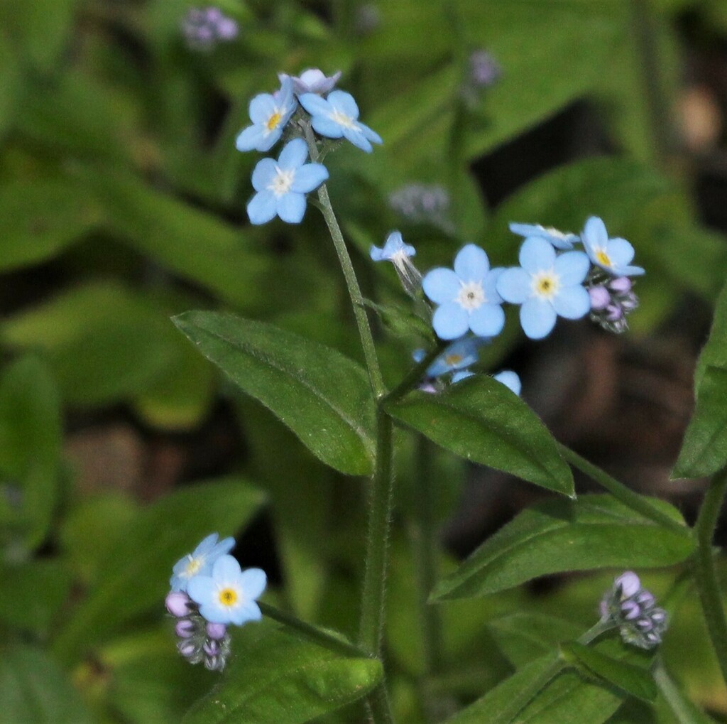 broadleaf from Santa Clara County, CA, USA on April 23