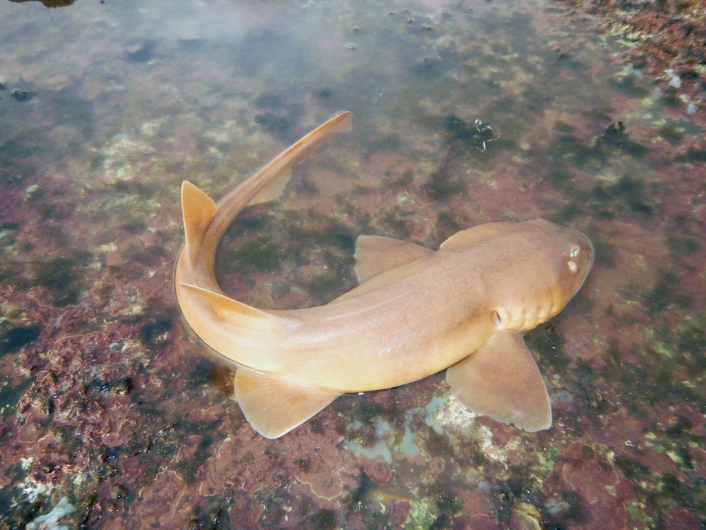 Grey Bamboo Shark in April 2023 by Pradip Patade · iNaturalist