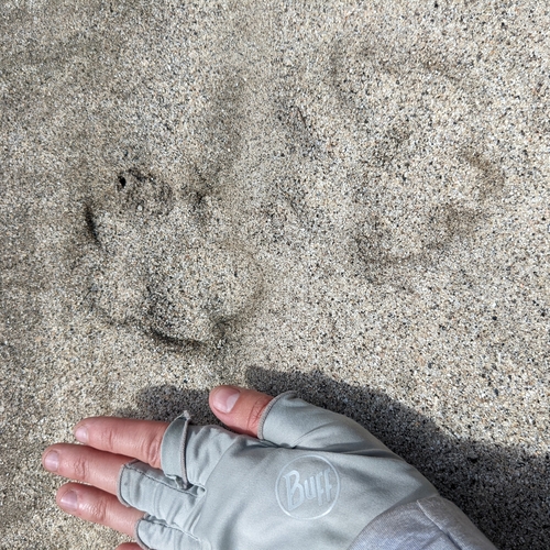 Mountain Lion Tracks NatureTracking