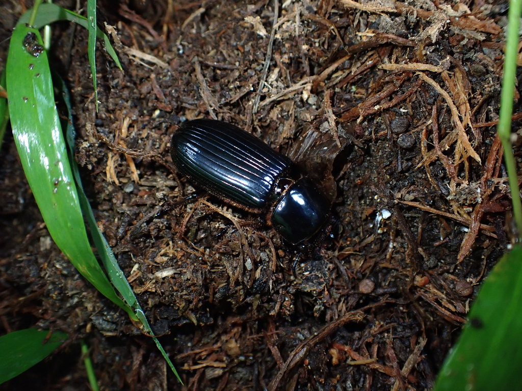 Bess Beetles from 台灣高雄市 on July 01, 2020 at 1142 AM by Bohao Chen