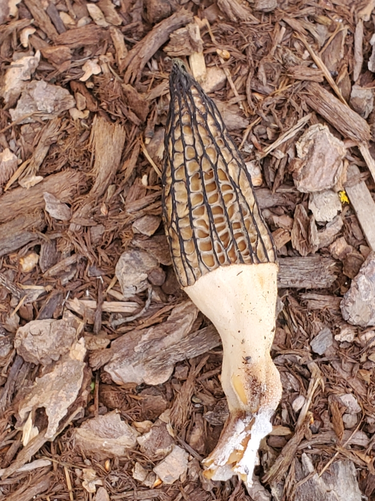 Landscaping Black Morel from Richmond, BC V7E 6M5, Canada on April 27