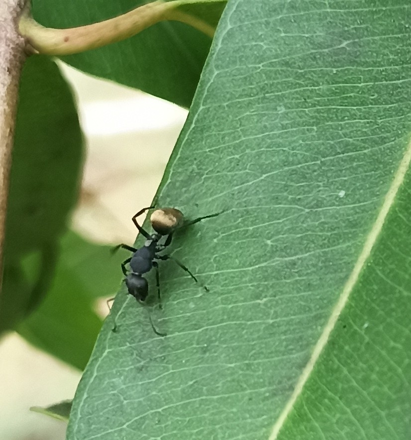 Silky Sugar ant from Ramco Institute of Technology on April 28, 2023 at