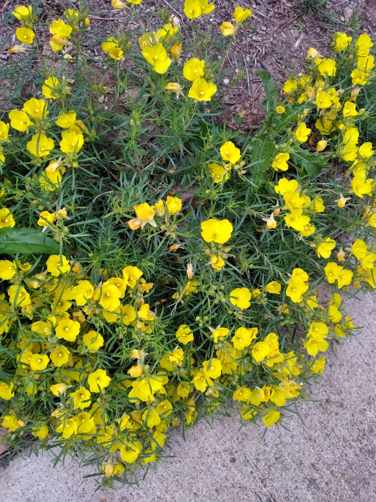 Berlandier's sundrops from Temple, TX, USA on April 28, 2023 at 1116