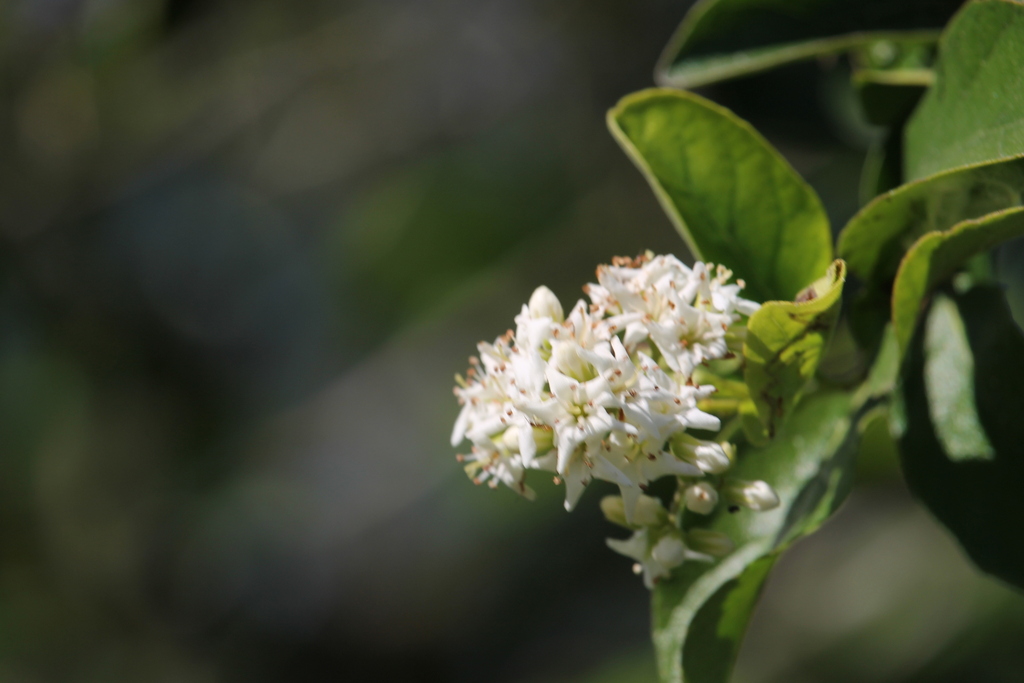 Anacua from Edinburg, TX, USA on April 30, 2023 at 0428 PM by Mara Lee Moats · iNaturalist