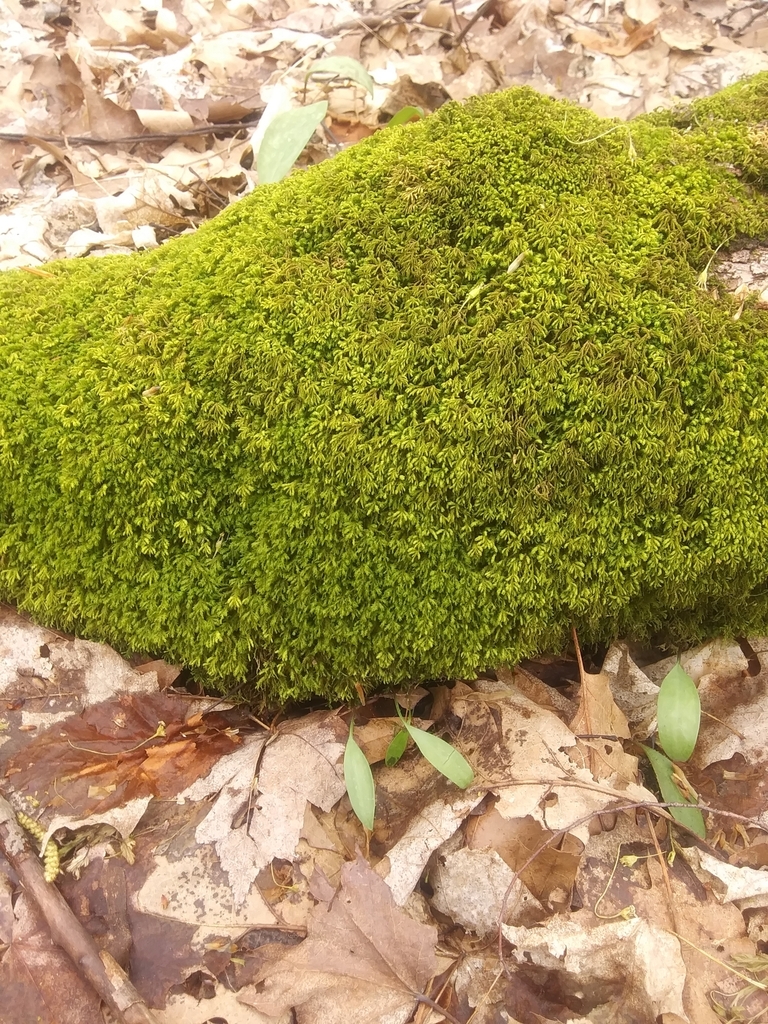 treeskirt moss from Dryden, NY 13053, USA on May 2, 2023 at 1146 AM