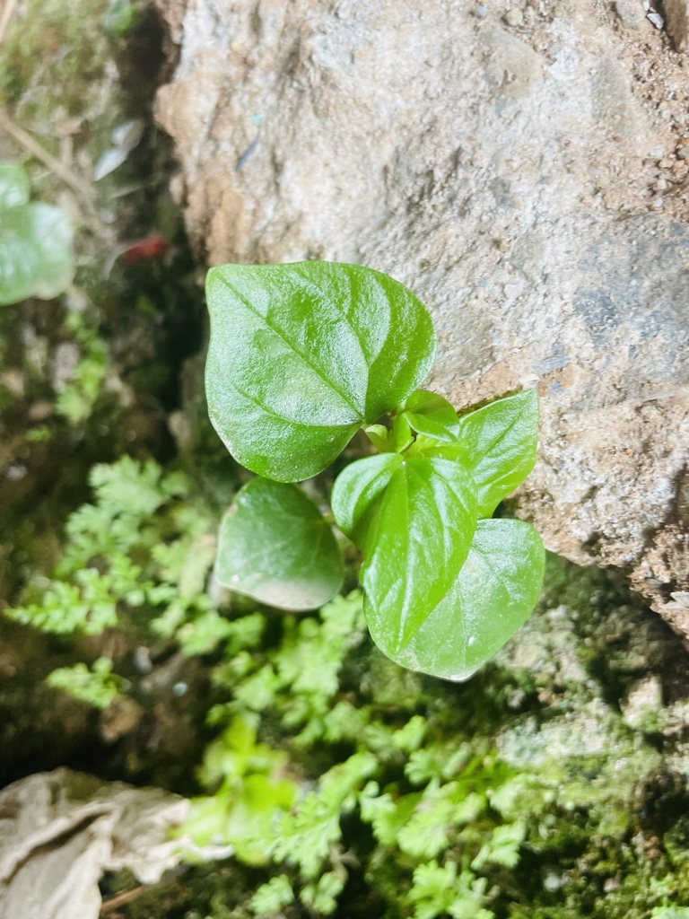 Pepper elder from Barriada 24 de Diciembre, Panamá on April 29, 2023 at