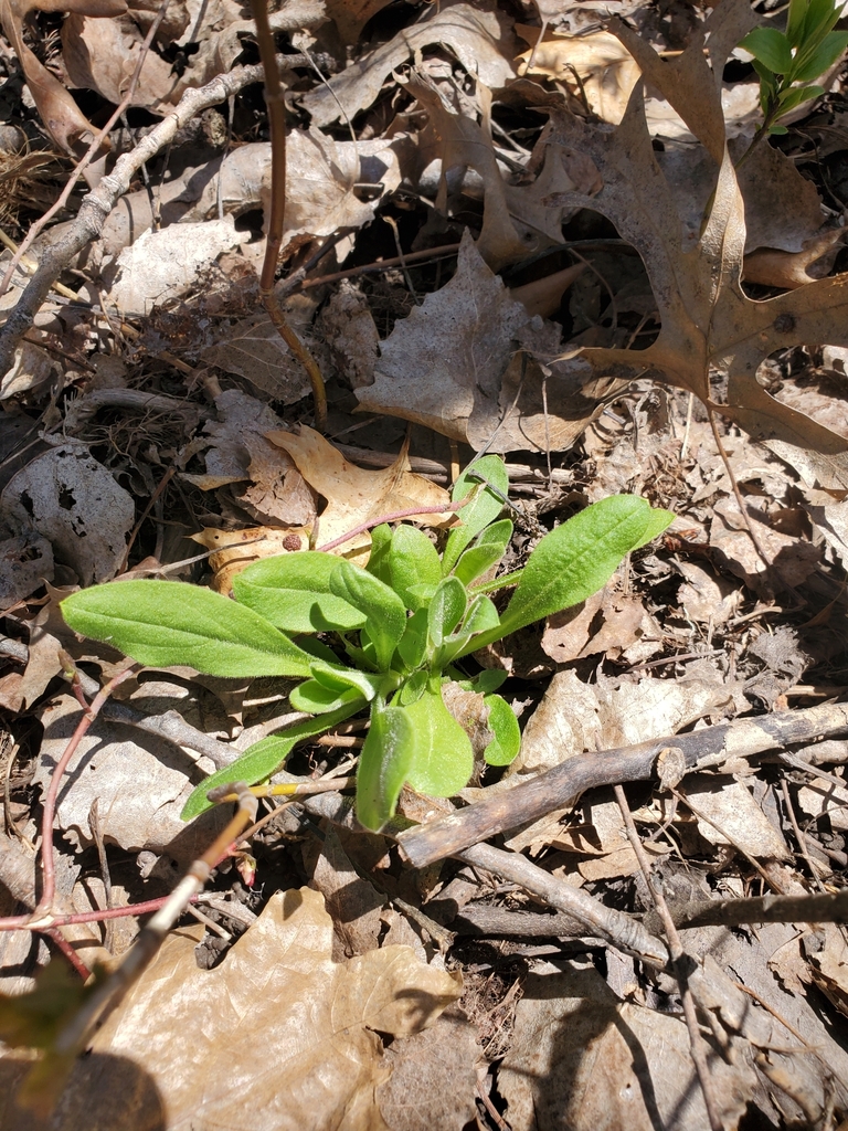 plants from Eagan, MN 55122, USA on May 3, 2023 at 0136 PM by memphisg · iNaturalist