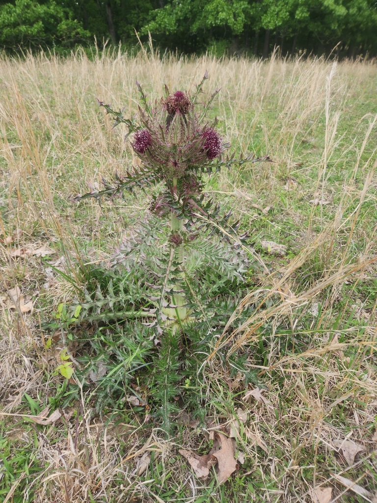 bristle thistle from Big Sandy, TN 38221, USA on May 6, 2023 at 0519
