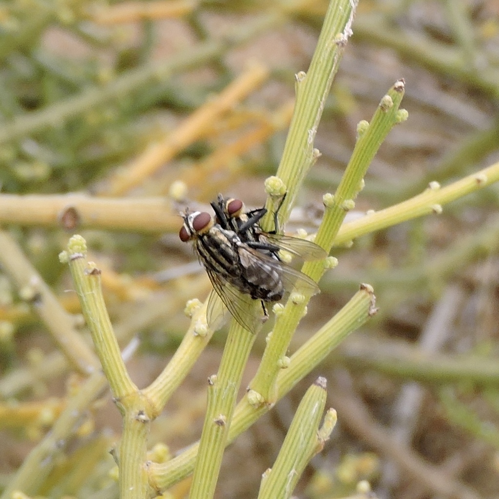 Bot Flies, Blow Flies, and Allies from Nildottie SA 5238, Australia on