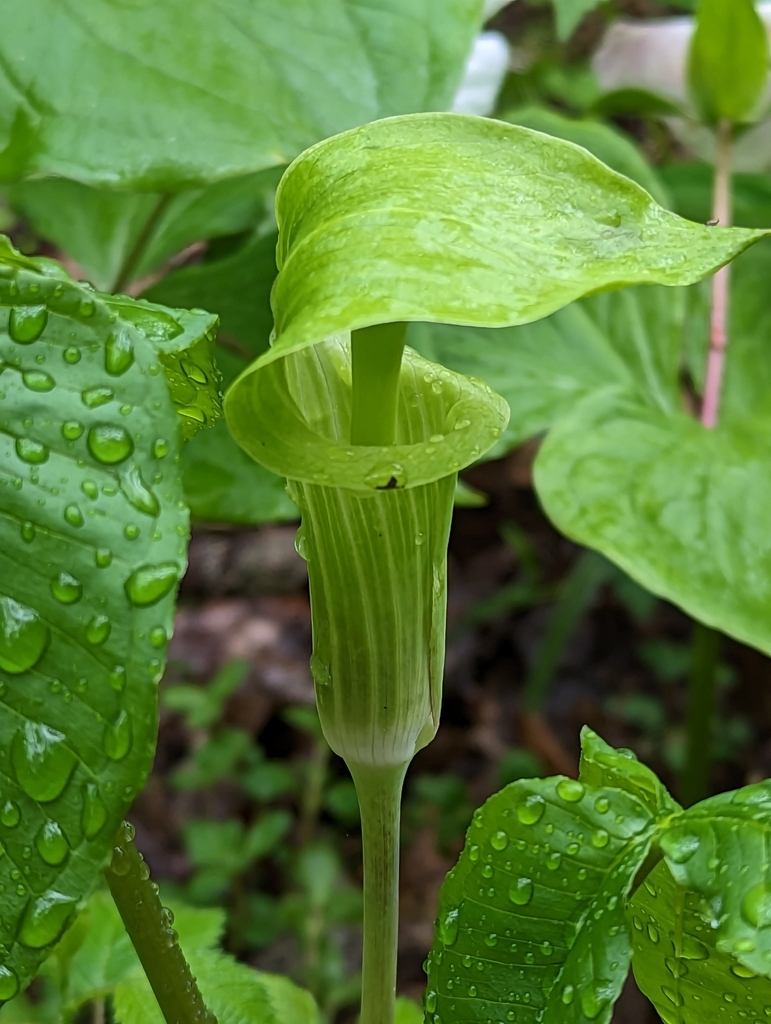 Fiveleaved Jackinthepulpit from Hookstown, PA 15050, USA on May 7