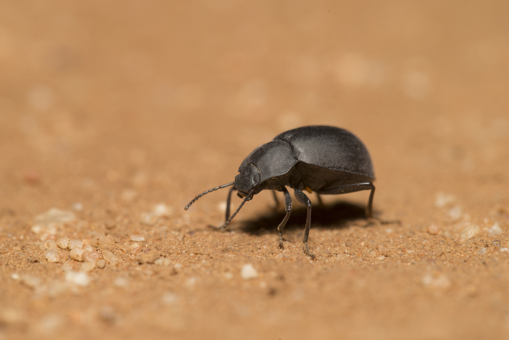Darkling Beetles from MurraySunset VIC 3490, Australia on March 31