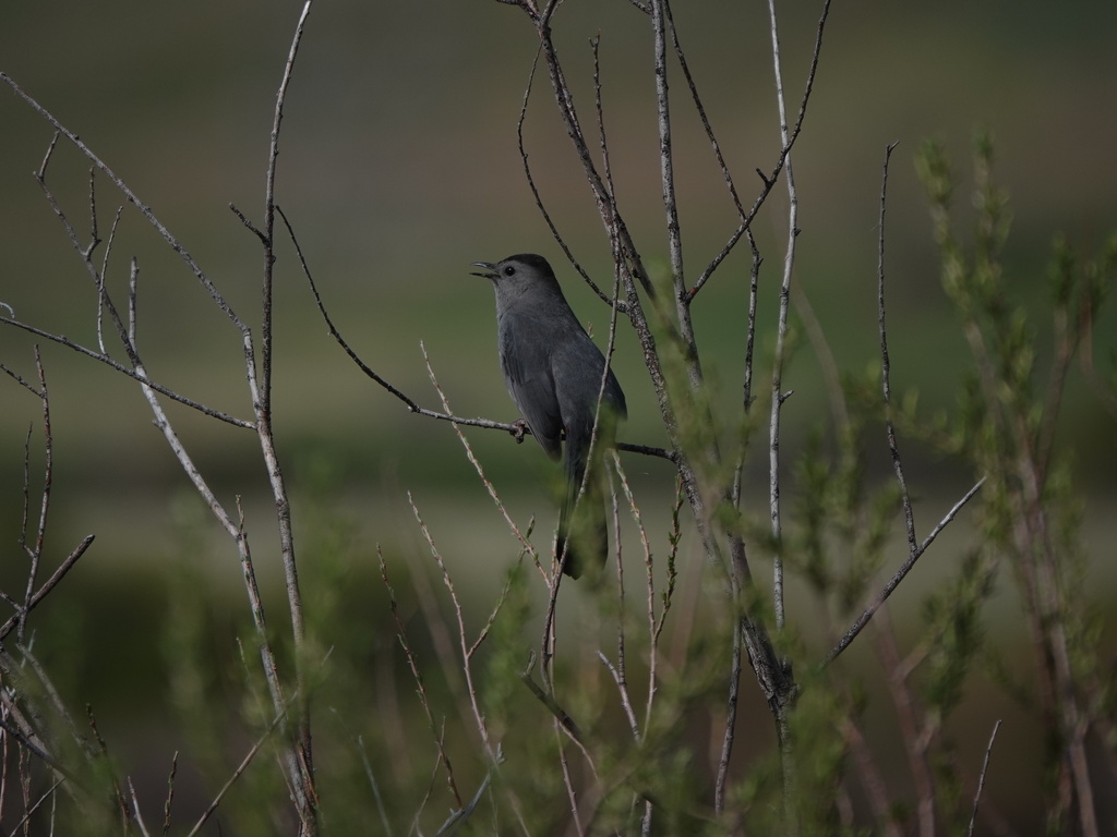 Gray Catbird from Chatfield SP South of Kingfisher on May 13, 2023 at
