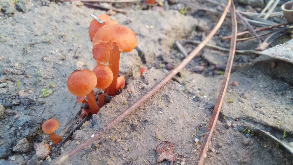 gumtree deceiver from Margaret River Airport, Bramley WA 6285