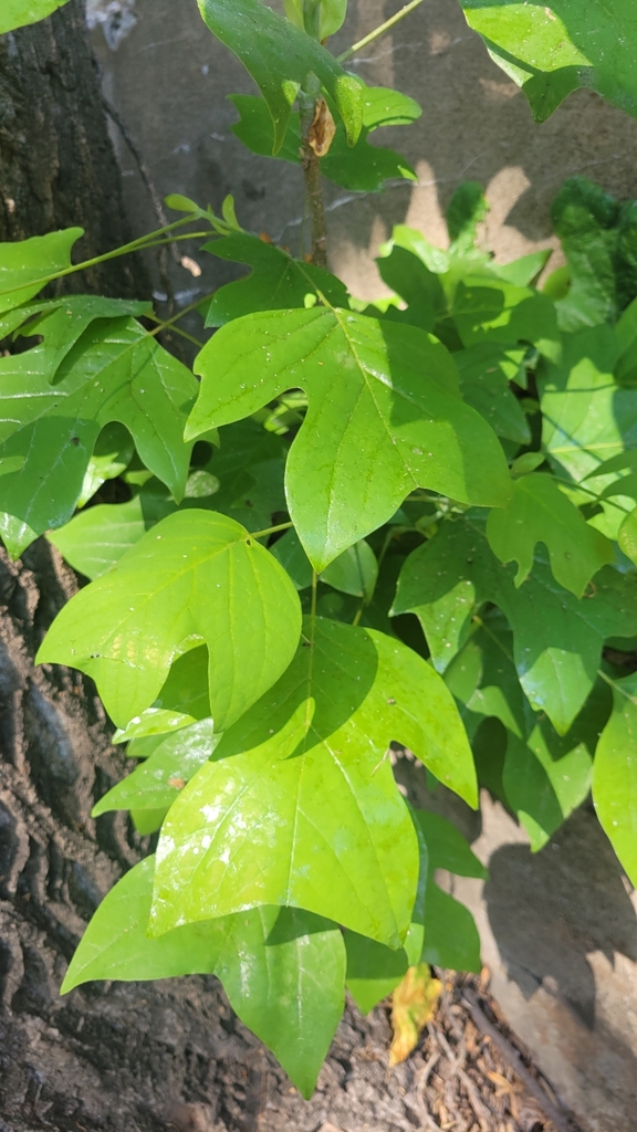 tulip tree from Burleith Hillandale, Washington, DC 20007, USA on May